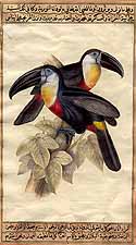 John Gould's Birds<br>Toucans