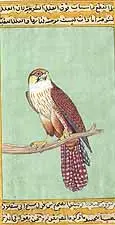Kestrel