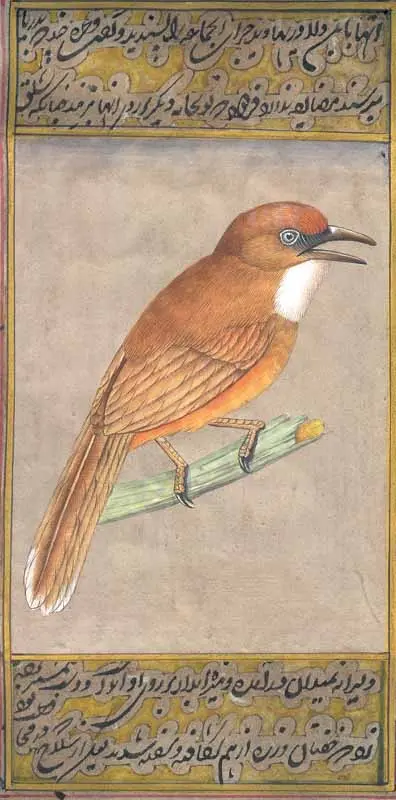 Kestrel