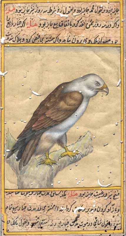 Kite