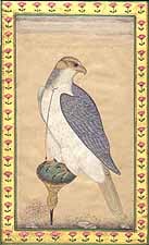 Mansur's Falcon