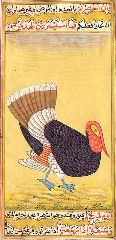 Mansur's Turkey