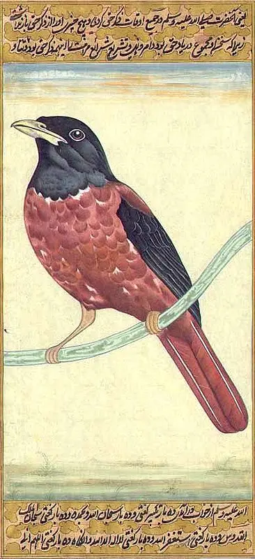 Oriole