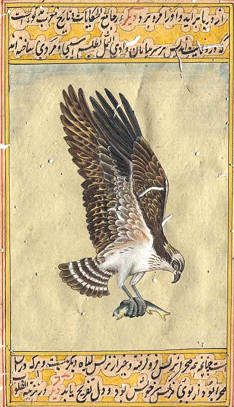 Osprey<br>Pandion haliaetus