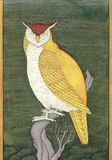 Owl