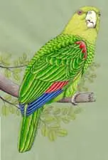 Parrot