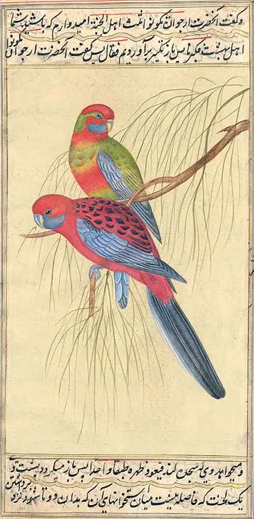 Parrots