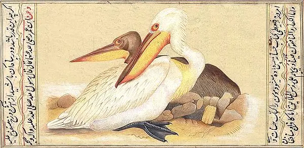 Pelicans