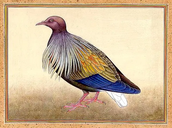 Pheasant