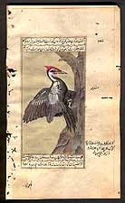 Pileated Woodpecker<br>Dryocopus pileatus
