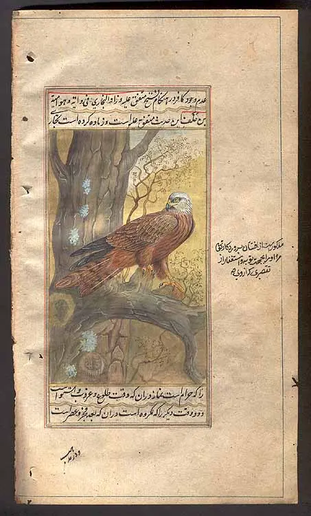 Red Kite