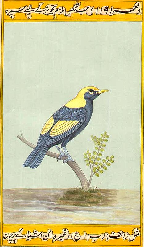 Regent Bower Bird
