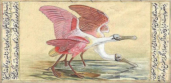 Roseate Spoonbill
