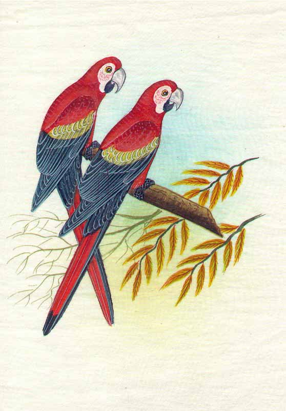 Sacrlet Macaws