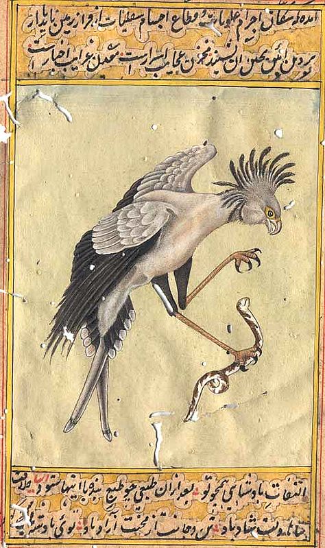 Secretary Bird (Sagittarus serpentarius)