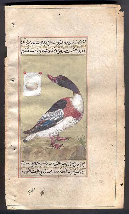 Shelduck