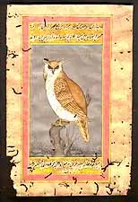 Study of an Owl