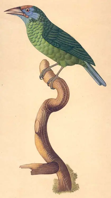 Swallow