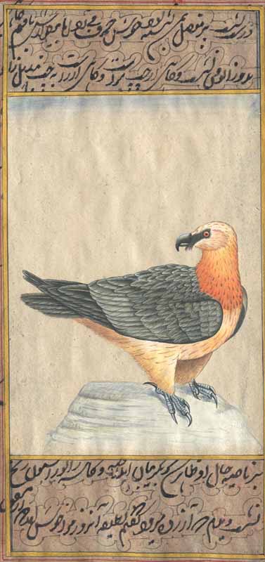 The Lammergeier or Bearded Vulture (Gypaetus barbatus)