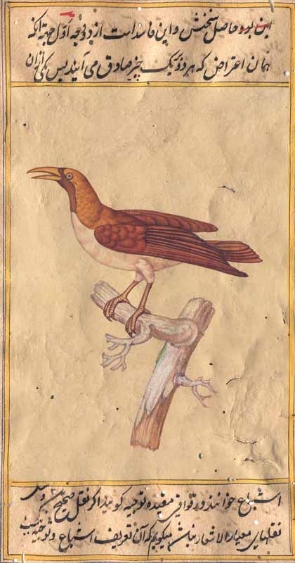 The Lesser Bird of Paradise (Paradisaea minor)