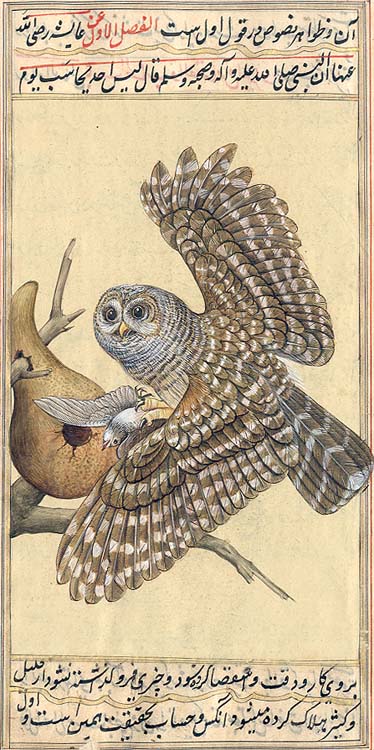 The Owl's Hunt