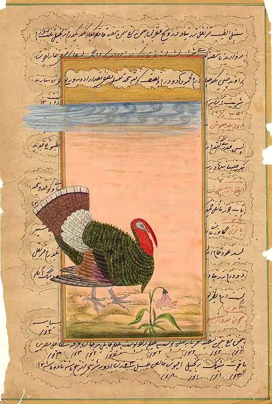 Tom Turkey