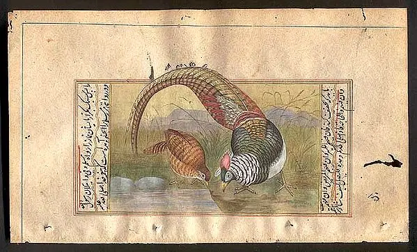 Turkey