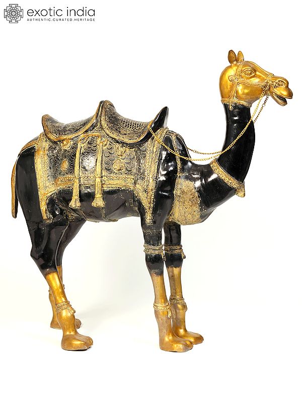 52" Large Black and Golden Camel in Brass | Animal Figure