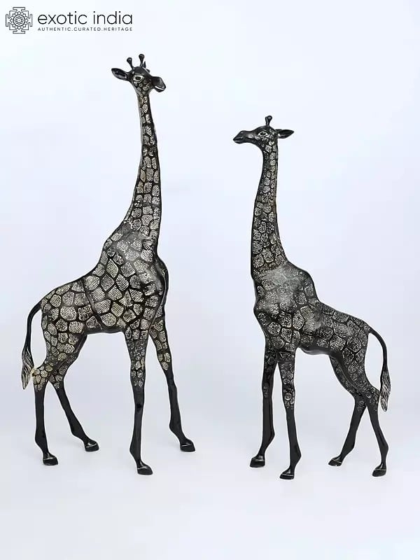 53" Pair of Giraffe Statues in Brass - The Tallest Animal on Earth