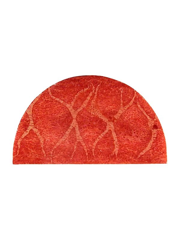Semi Circle Cut Sponge Coral (Single Piece)