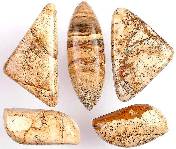 Lot of 5 Picture Jasper Drilled Cabochons