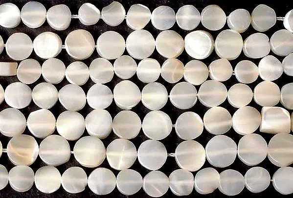 Shell Dish