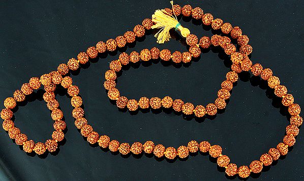 Rudraksha Mala (Rosary) for Chanting