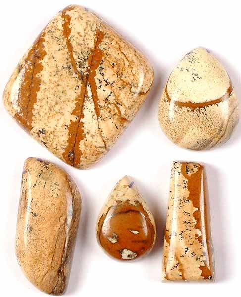 Lot of Five Side-Drilled Picture Jasper Cabochons