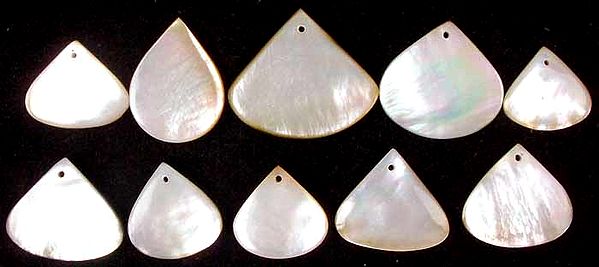 Lot of Ten Shell Cabochon Drops (Both Side & Top Drilled)