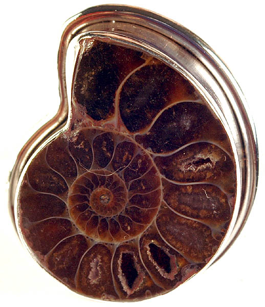 Fossil Spiral Ring