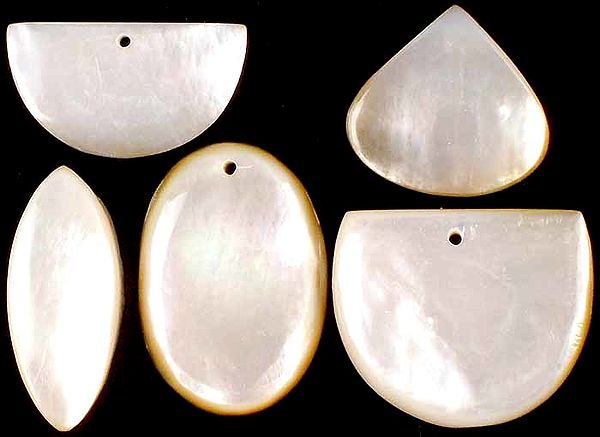 Lot of Five Shell Cabochons (Both Side & Top Drilled)