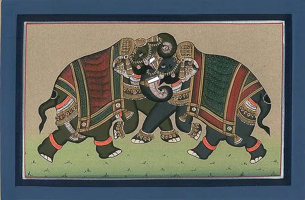 Elephants Combat