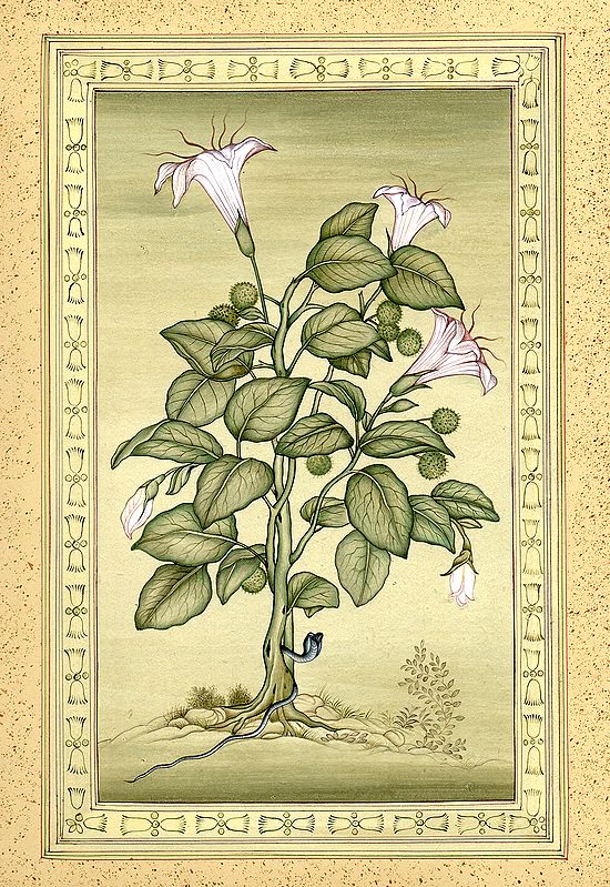 Dhatura (An Intoxicant Flower)