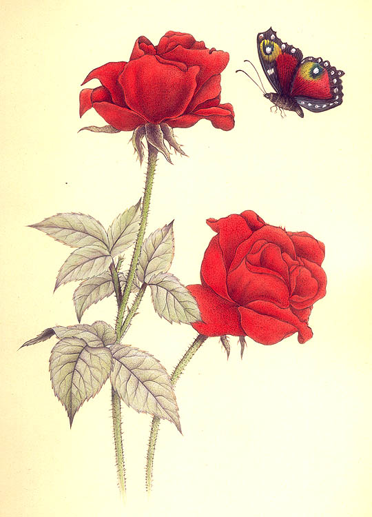 Roses with Butterfly
