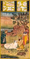 The Sufi with Cow