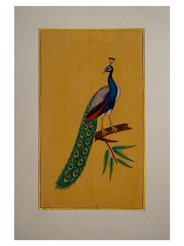 Beautiful Peacock Painting | Natural Color on Vintage Paper | By Art Zeal
