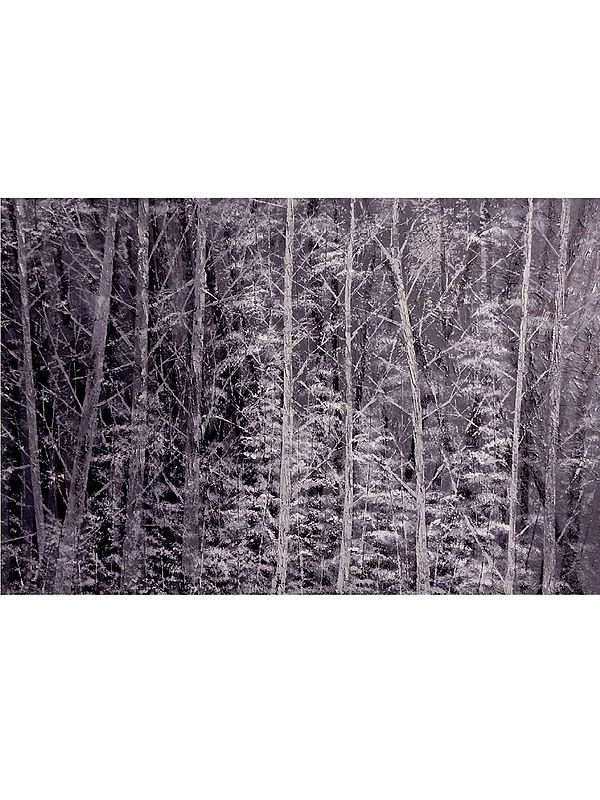 Birch Trees With Snow | Oil On Stretched Canvas | By Survo P Basu