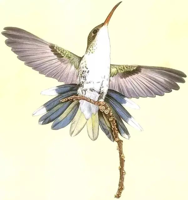 Female Western Streamertail Hummingbird, Kingston, Jamaica