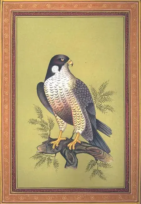 Falcon