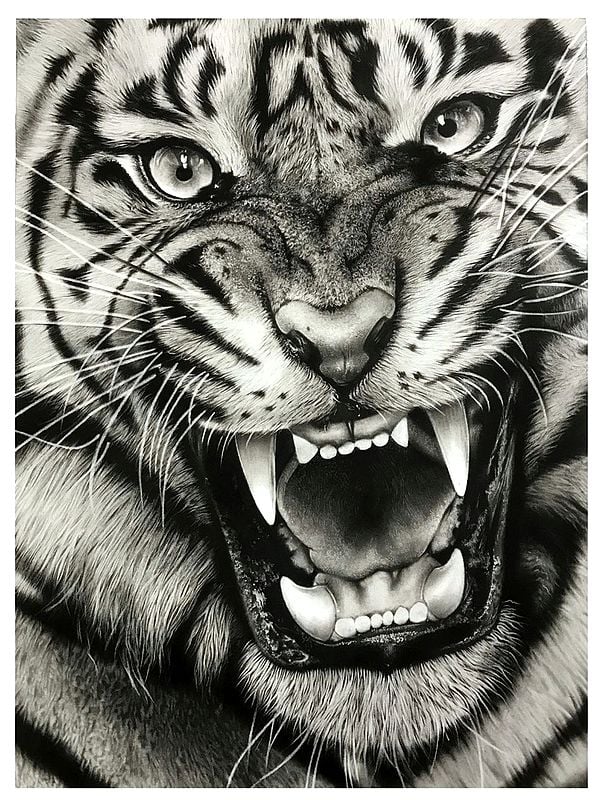 Roaring Tiger | Charcoal Painting | Gunjan Daga