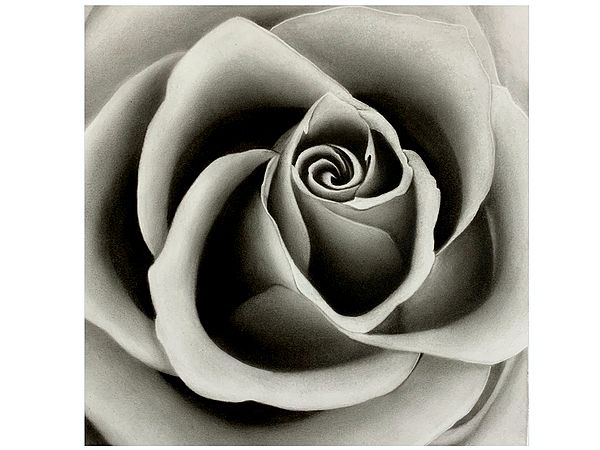Rose Isolated | Charcoal Painting by Gunjan Daga