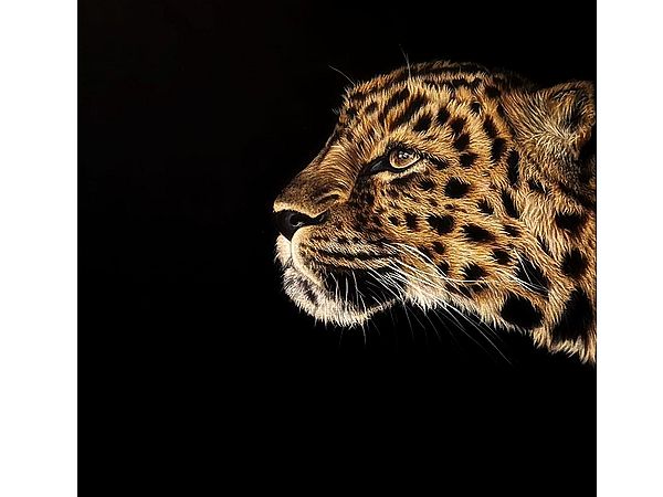 Curiosity on Leopard Face | Painting by Zoya
