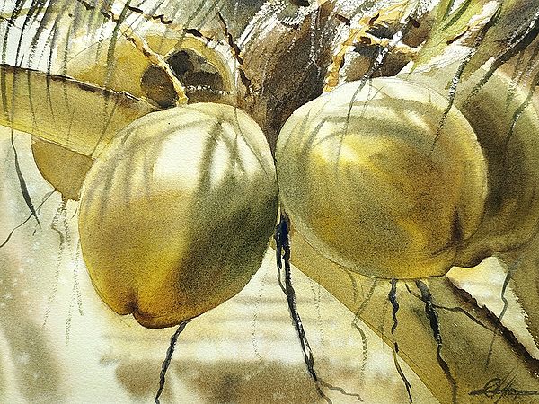 Coconuts On Tree | Watercolor On Paper