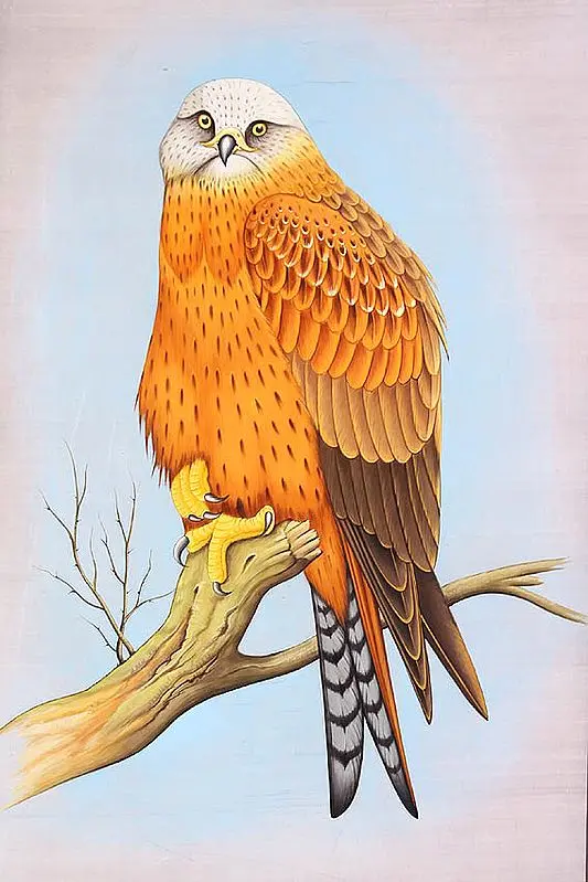 Bird of Prey